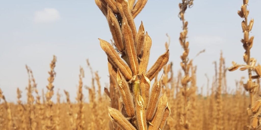 harvesting sesame