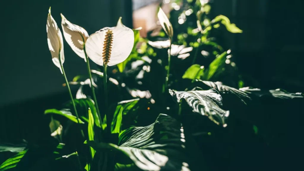 Peace Lily Care