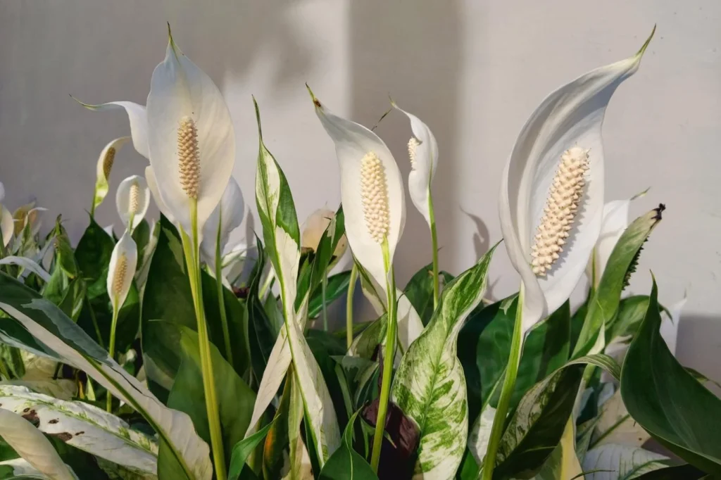 Peace lily