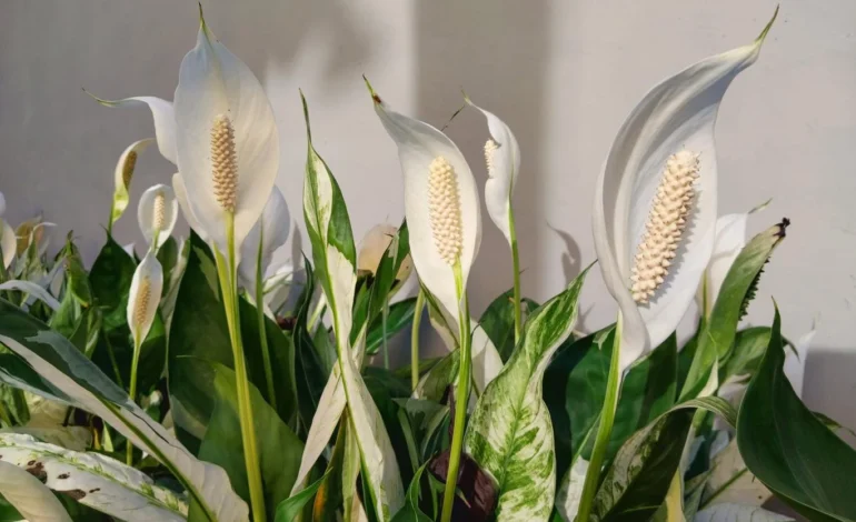 My Love Affair with the Peace Lily