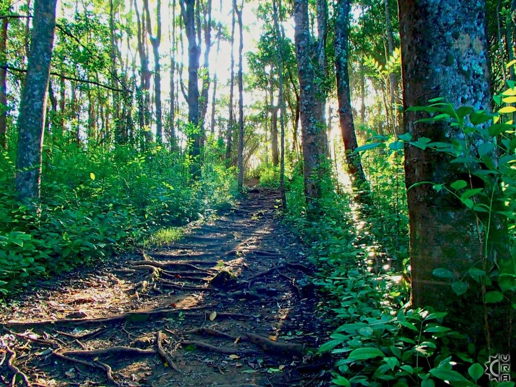 The Makiki Valley Loop Trail is a 5-kilometer loop with a 300-meter rise. Expect a magical forest covered in plants and vines.